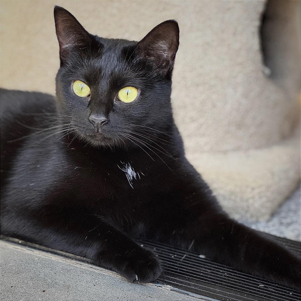 Angel, a Adoptable Domestic Short Hair in Cumming, GA image 4/5