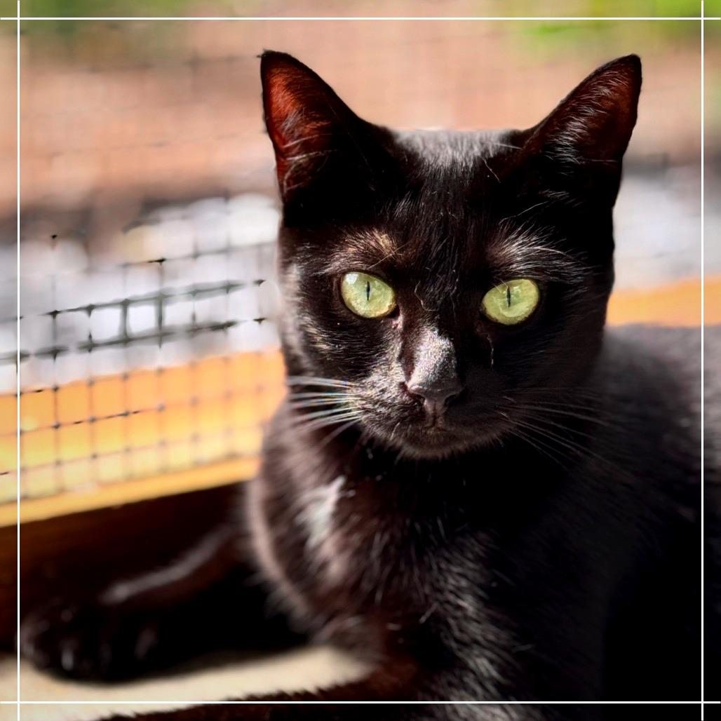 Angel, a Adoptable Domestic Short Hair in Cumming, GA image 5/5