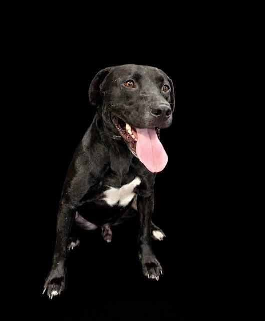 PLUTO, Adoptable, Adult Male American Bulldog & Mixed Breed.