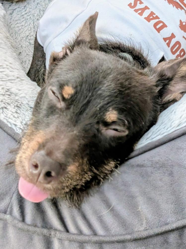 Enlarge Atlas, a Adoptable mixed breed in Halifax, NS image 2/6