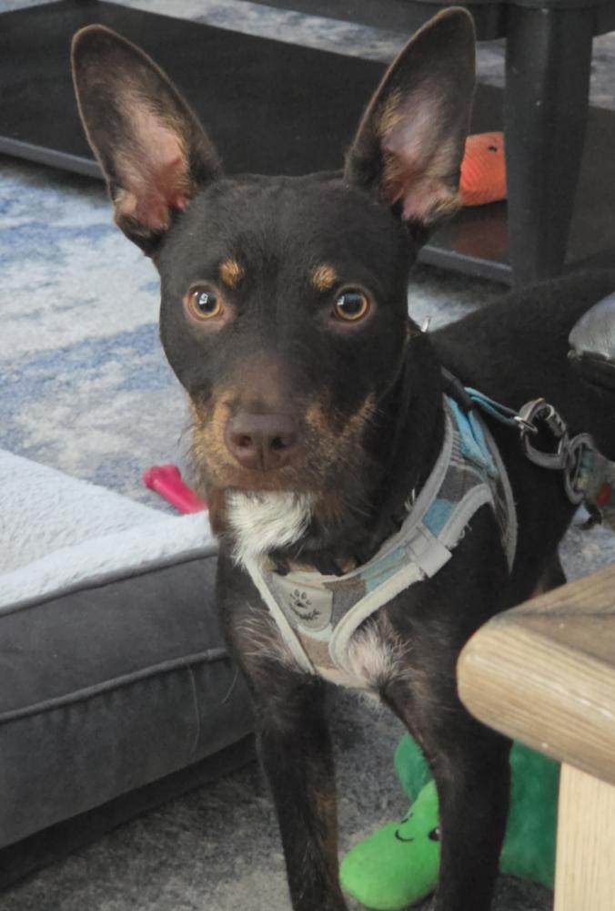 Enlarge Atlas, a Adoptable mixed breed in Halifax, NS image 4/6