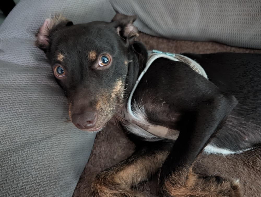 Enlarge Atlas, a Adoptable mixed breed in Halifax, NS image 5/6