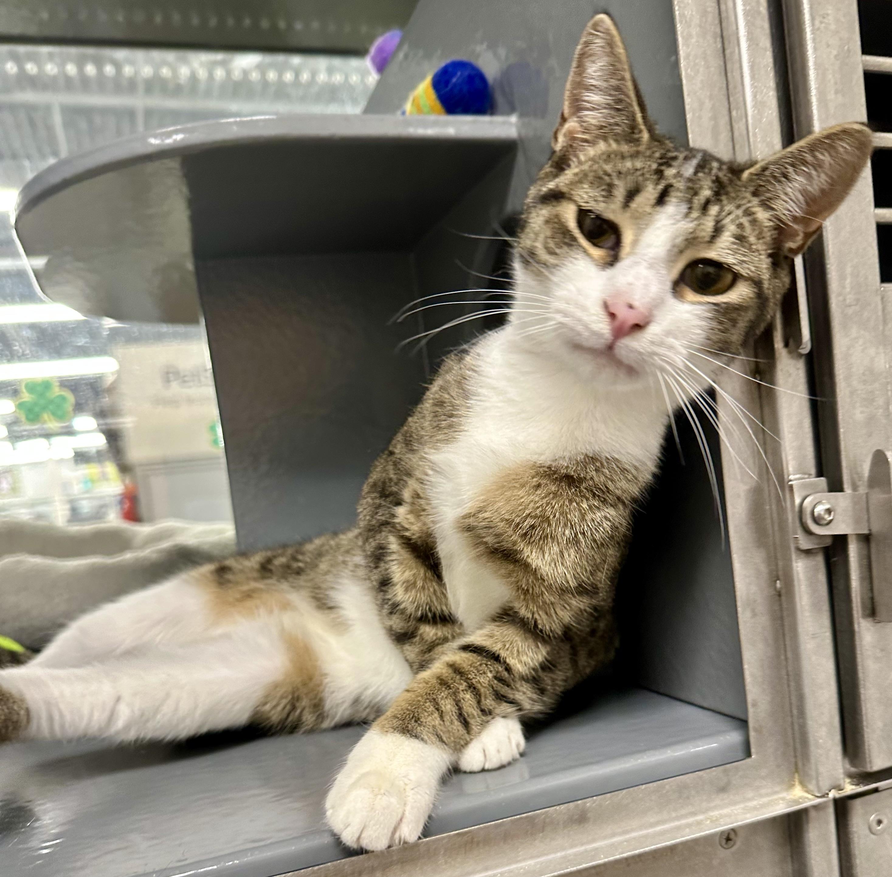 James, Adoptable, Young Male Domestic Short Hair.