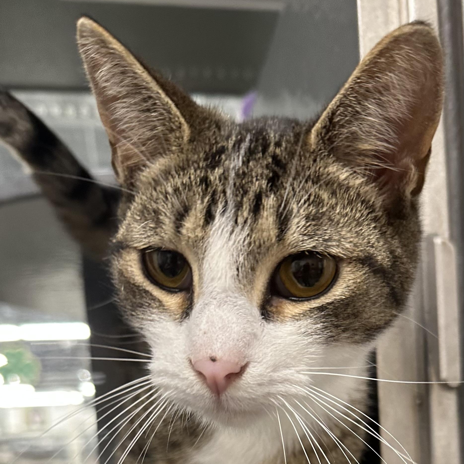 Enlarge James, a Adoptable Domestic Short Hair in Beaufort, SC image 4/6