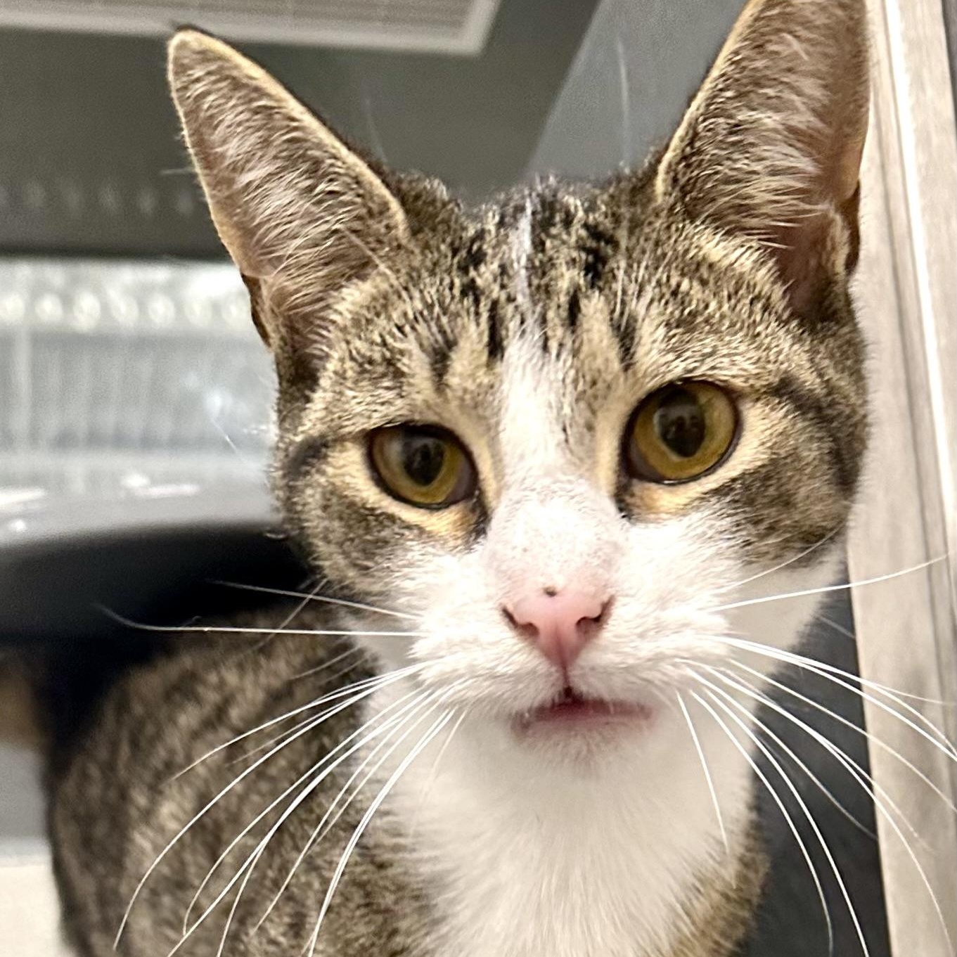 James, Adoptable, Kitten Male Domestic Short Hair.