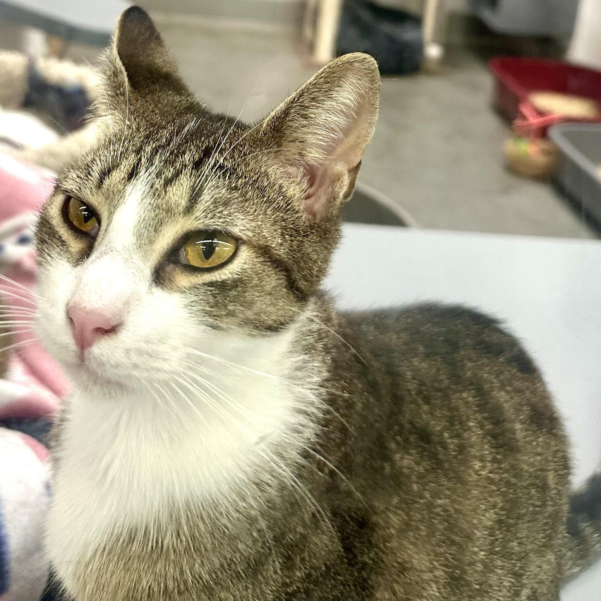 James, a Adoptable Domestic Short Hair in Beaufort, SC image 4/6