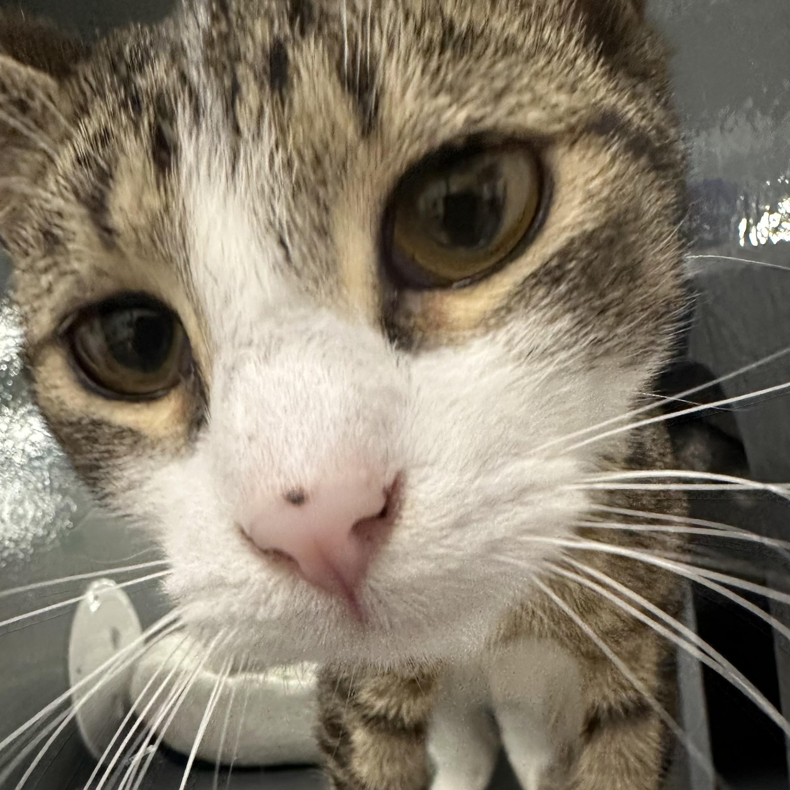 James, Adoptable, Young Male Domestic Short Hair.