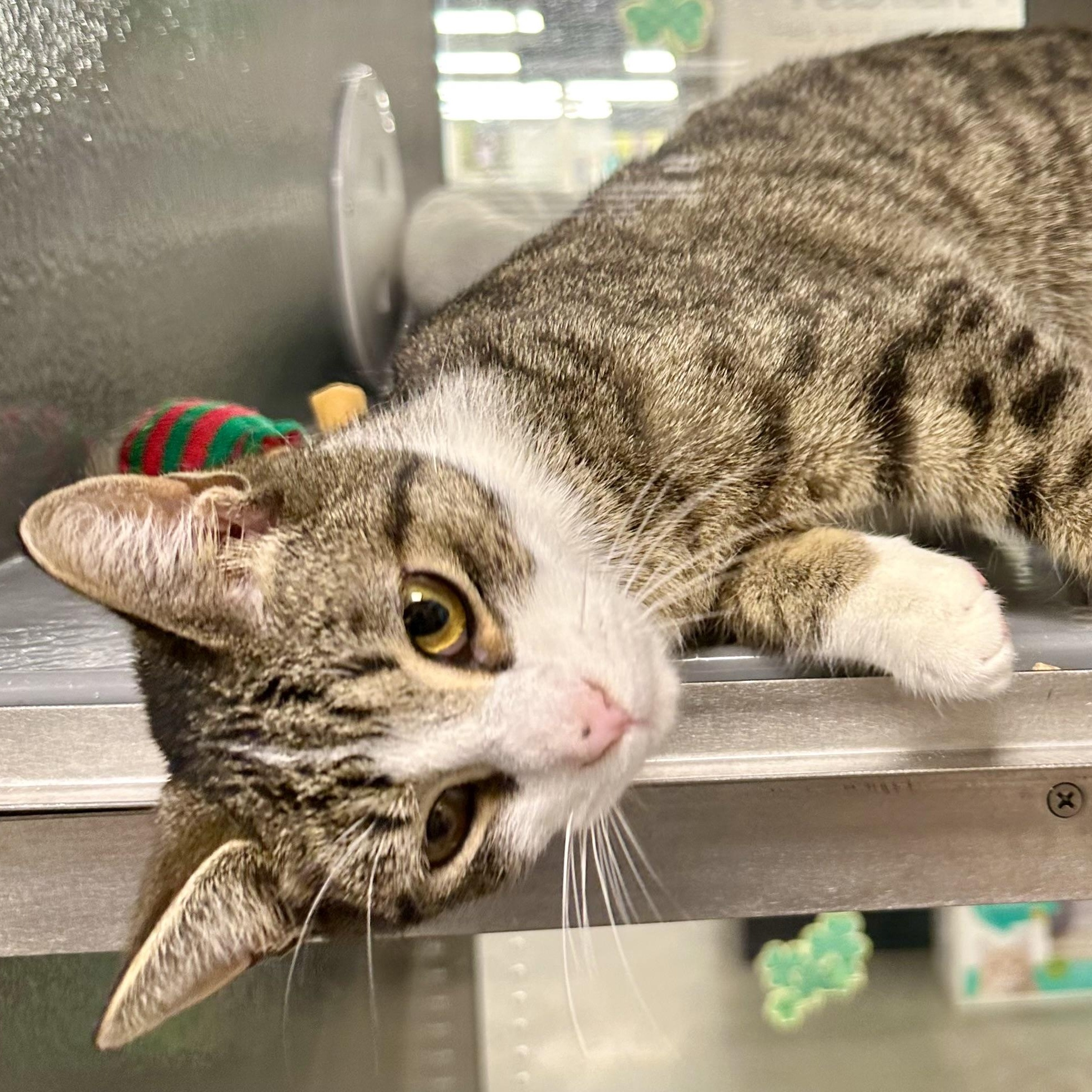 Enlarge James, a Adoptable Domestic Short Hair in Beaufort, SC image 3/6