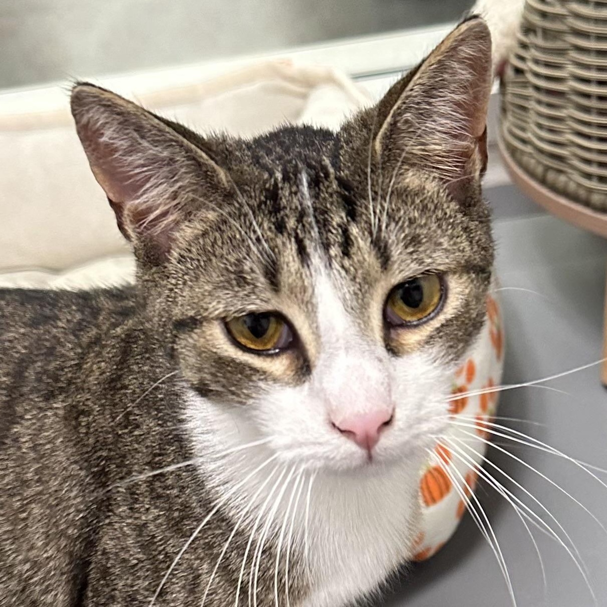 Enlarge James, a Adoptable Domestic Short Hair in Beaufort, SC image 2/6