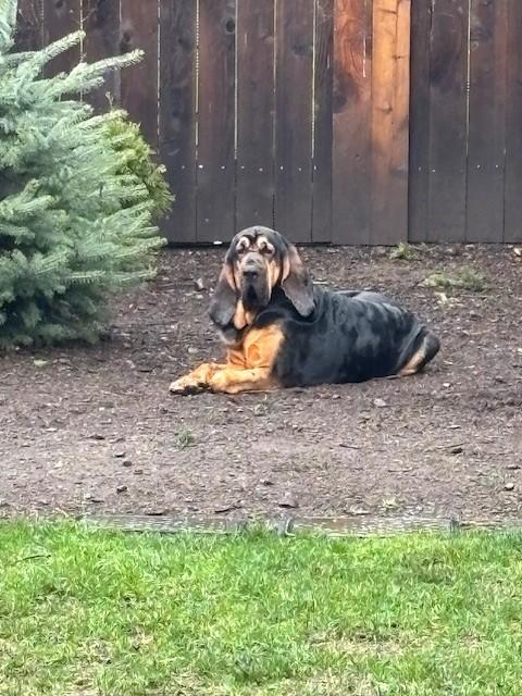 Enlarge Boone, a ADOPTABLE Bloodhound in Dallas, TX image 4/6