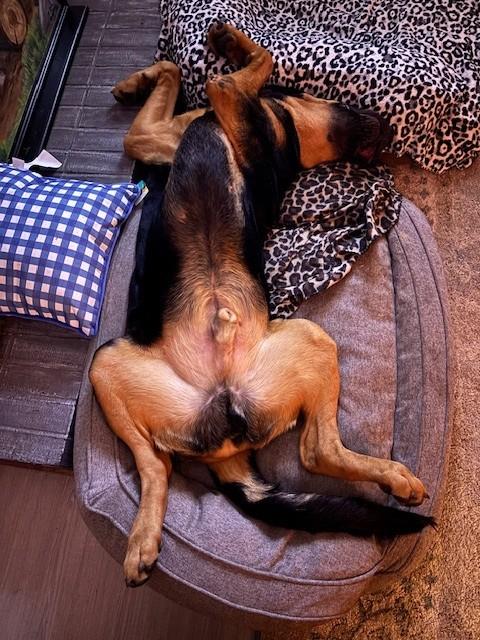 Enlarge Boone, a ADOPTABLE Bloodhound in Dallas, TX image 3/6