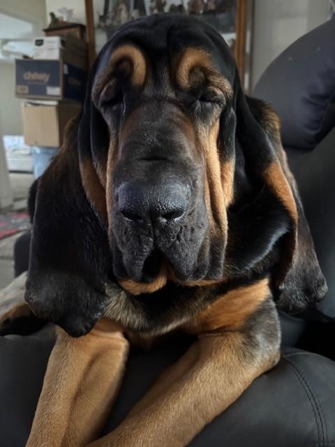 Enlarge Boone, a ADOPTABLE Bloodhound in Dallas, TX image 5/6
