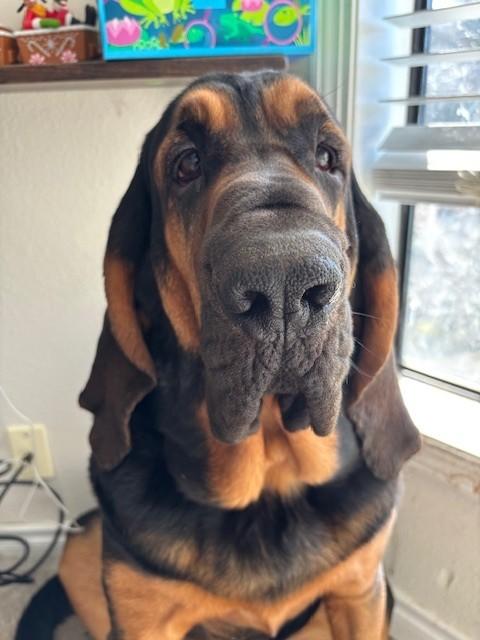 Enlarge Boone, a ADOPTABLE Bloodhound in Dallas, TX image 1/6