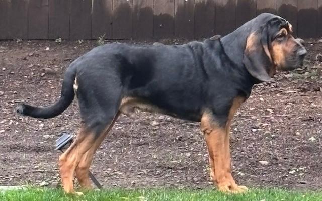 Enlarge Boone, a ADOPTABLE Bloodhound in Dallas, TX image 6/6