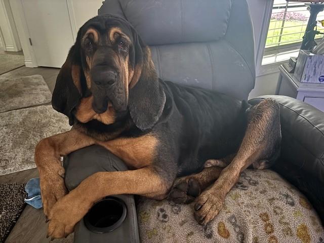 Enlarge Boone, a ADOPTABLE Bloodhound in Dallas, TX image 2/6