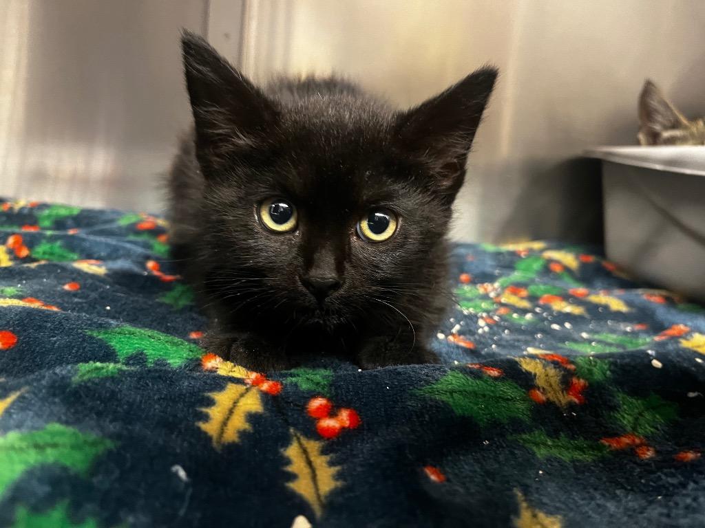 Mystic, Adoptable, Kitten Female Domestic Short Hair.