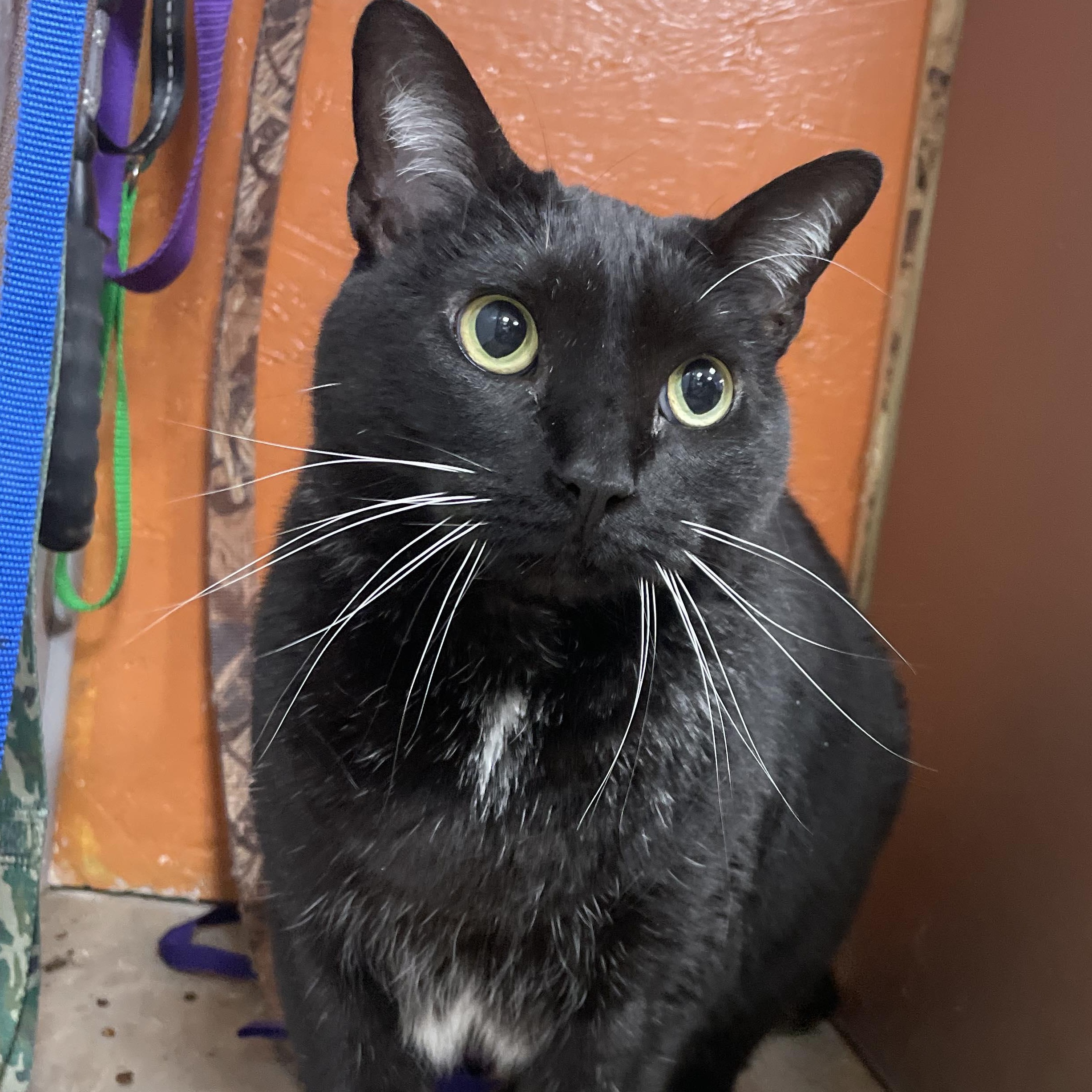 Hero, Senior Female Domestic Short Hair