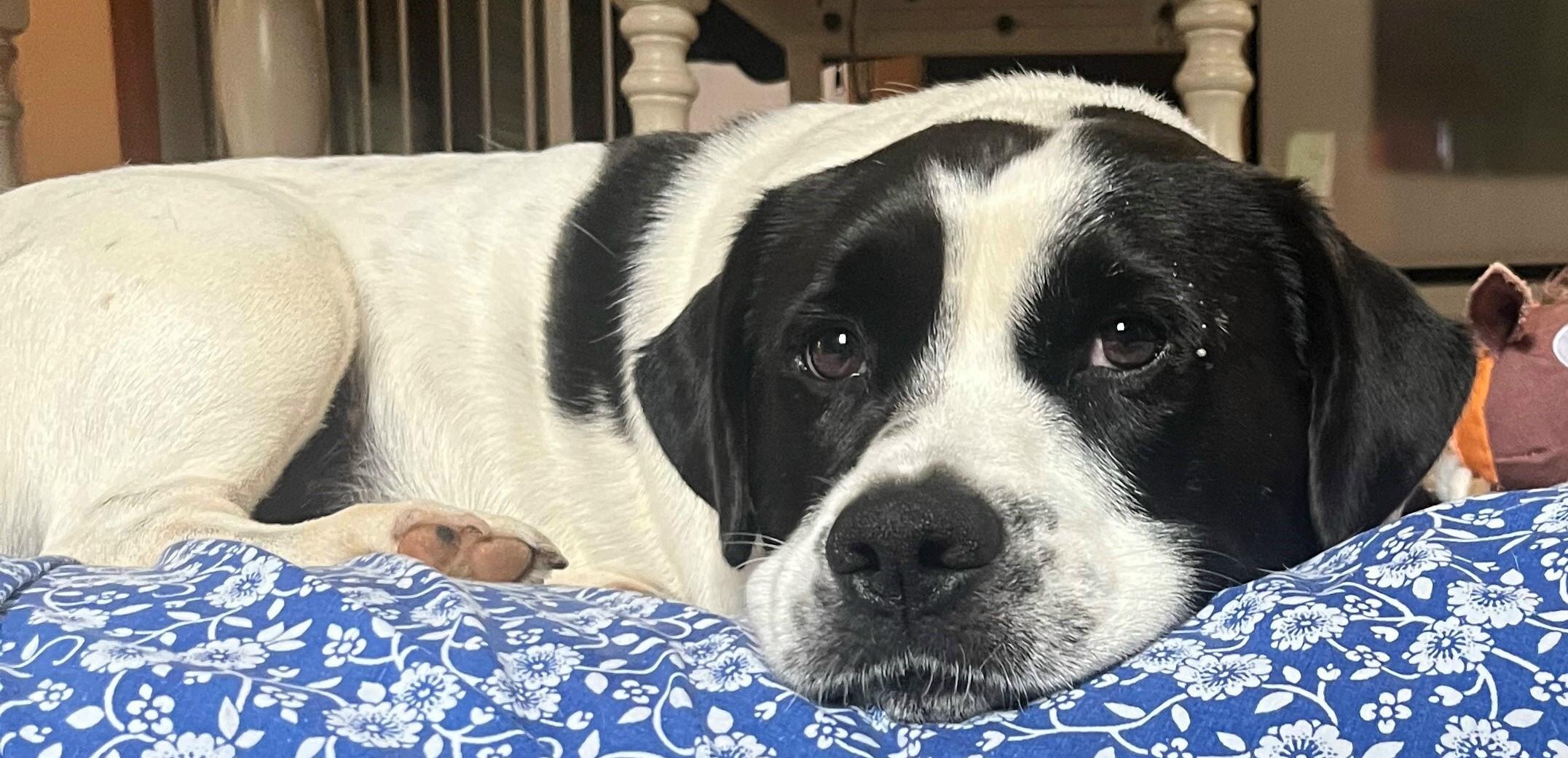 Woody (Sweetest Family Dog), a Adoptable mixed breed in Newfoundland, PA image 1/4