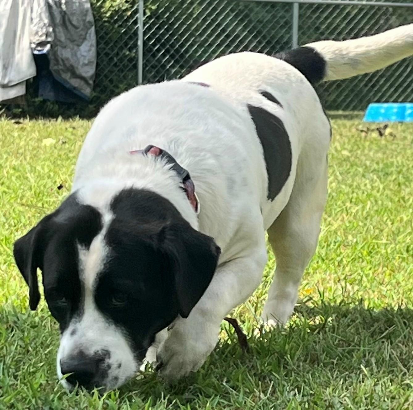 Woody (Sweetest Family Dog), a Adoptable mixed breed in Newfoundland, PA image 3/4