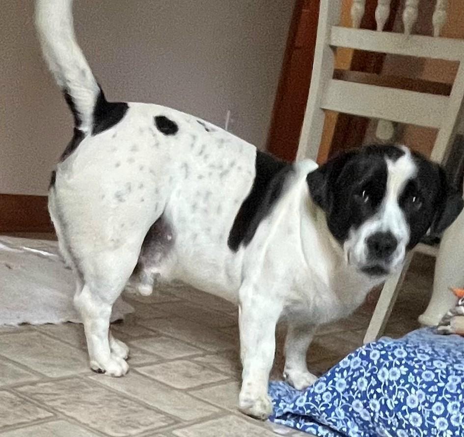 Woody (Sweetest Family Dog), a Adoptable mixed breed in Newfoundland, PA image 4/4