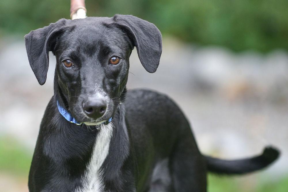 Bailey, Adoptable, Young Male Labrador Retriever.