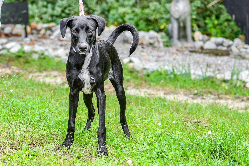 Enlarge Bailey, a Adoptable Labrador Retriever in Brick, NJ image 2/3