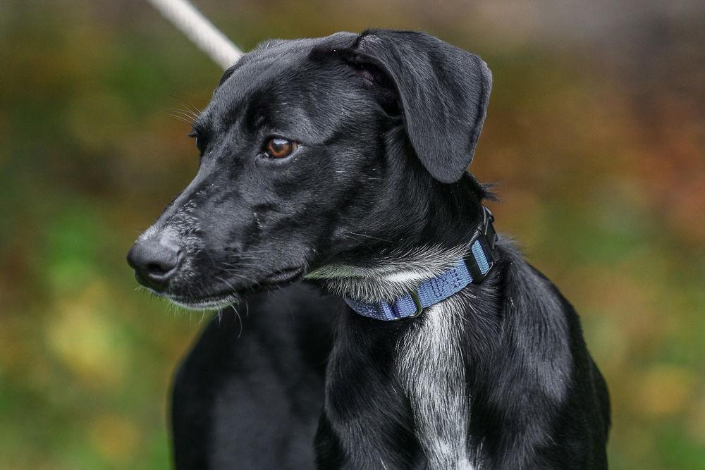 Enlarge Bailey, a Adoptable Labrador Retriever in Brick, NJ image 3/3