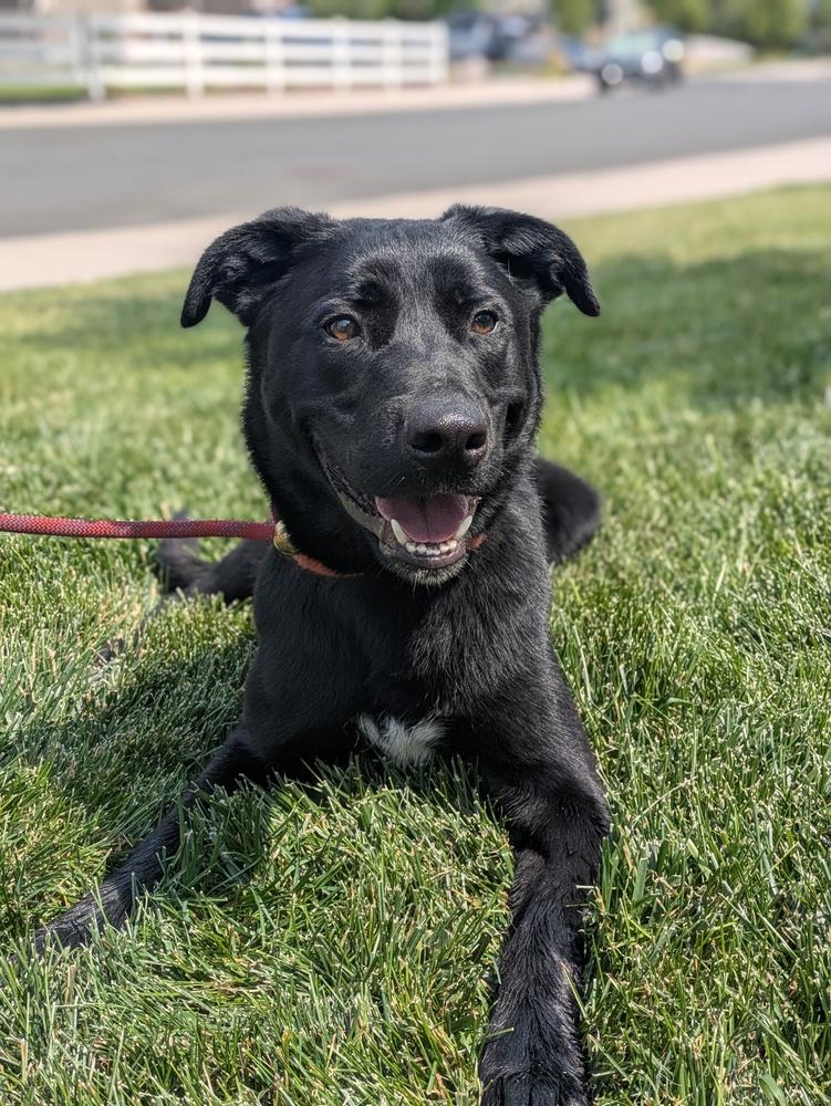 Enlarge Tater Tot, a Adoptable mixed breed in Littleton, CO image 1/6