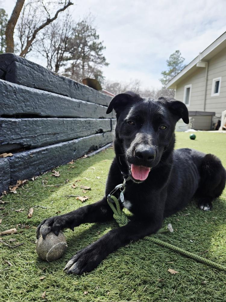 Enlarge Tater Tot, a Adoptable mixed breed in Littleton, CO image 3/6