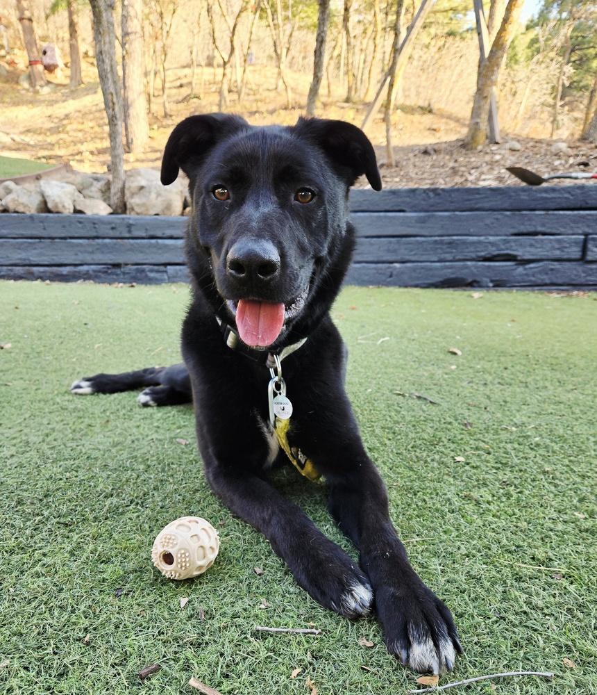 Enlarge Tater Tot, a Adoptable mixed breed in Littleton, CO image 4/6