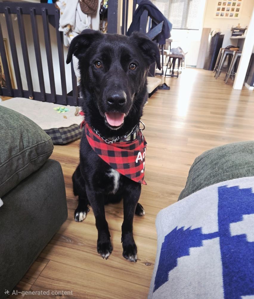 Enlarge Tater Tot, a Adoptable mixed breed in Littleton, CO image 5/6