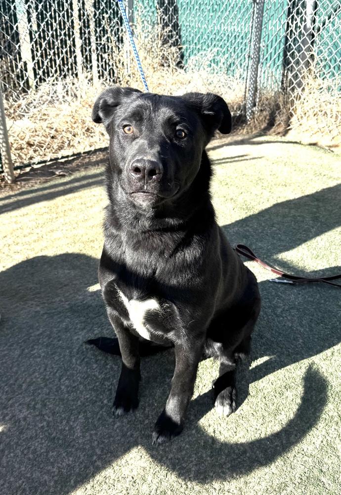 Enlarge Tater Tot, a Adoptable mixed breed in Littleton, CO image 4/6