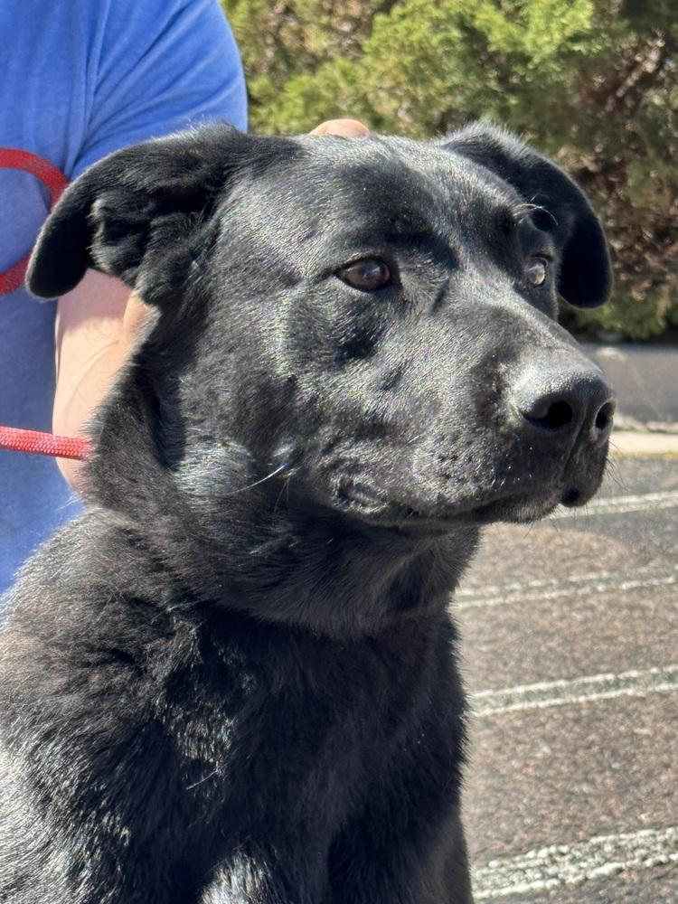 Enlarge Tater Tot, a Adoptable mixed breed in Littleton, CO image 5/6