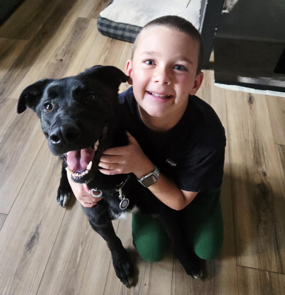 Enlarge Tater Tot, a Adoptable mixed breed in Littleton, CO image 6/6