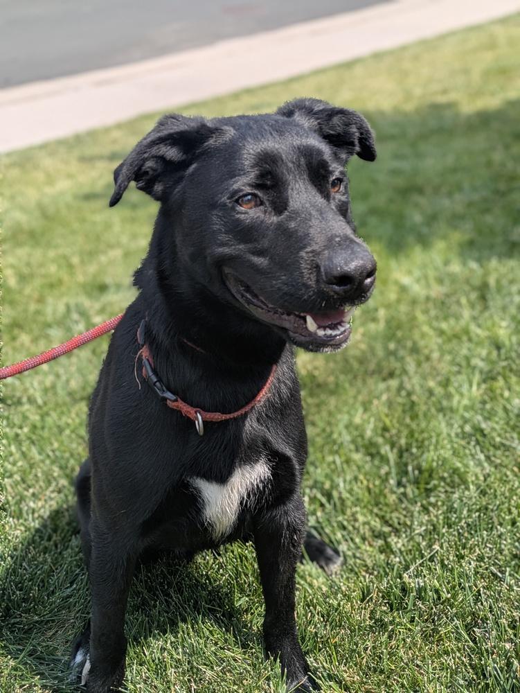 Enlarge Tater Tot, a Adoptable mixed breed in Littleton, CO image 6/6