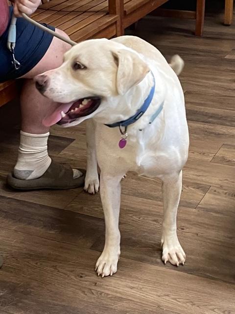 Enlarge Bama, a Adoptable mixed breed in Cairo, GA image 2/4