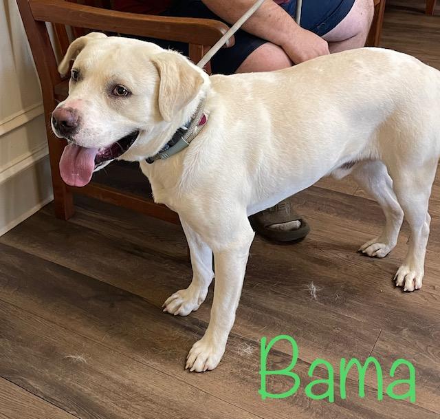 Bama, Adoptable, Adult Male American Bulldog & Labrador Retriever.