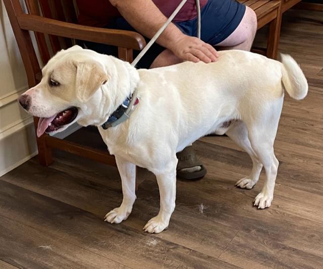 Enlarge Bama, a Adoptable mixed breed in Cairo, GA image 3/4