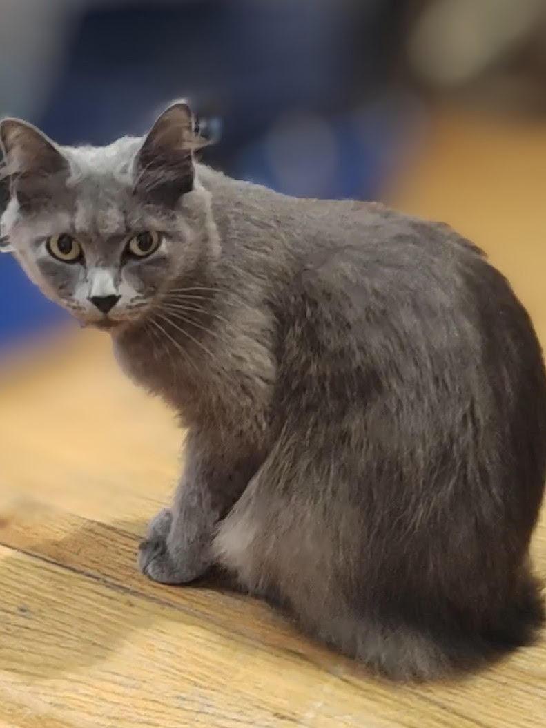 Enlarge Princess, a ADOPTABLE Domestic Medium Hair in Lisbon, CT image 1/1