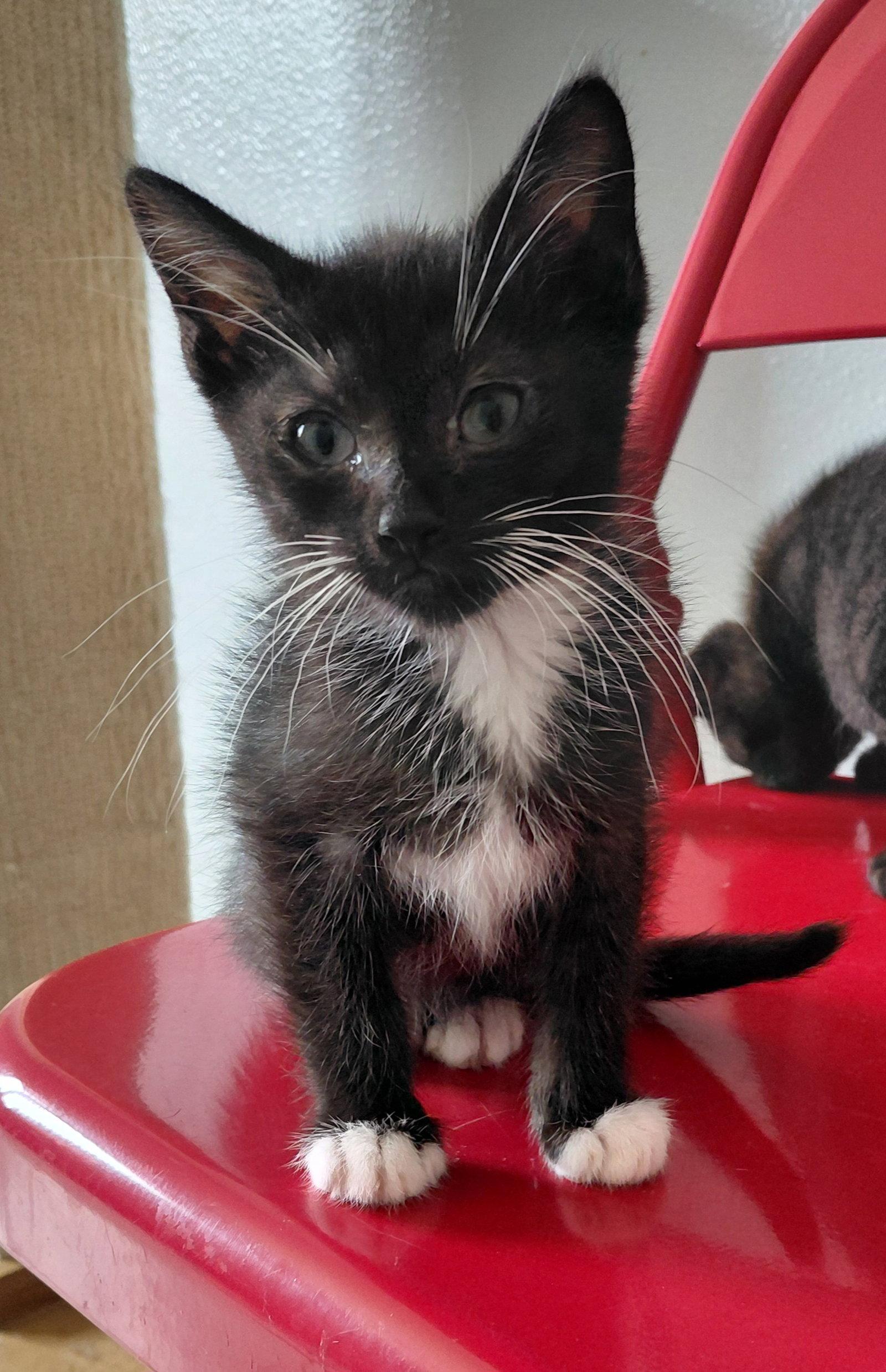 Dubai, Adoptable, Kitten Male Domestic Short Hair.