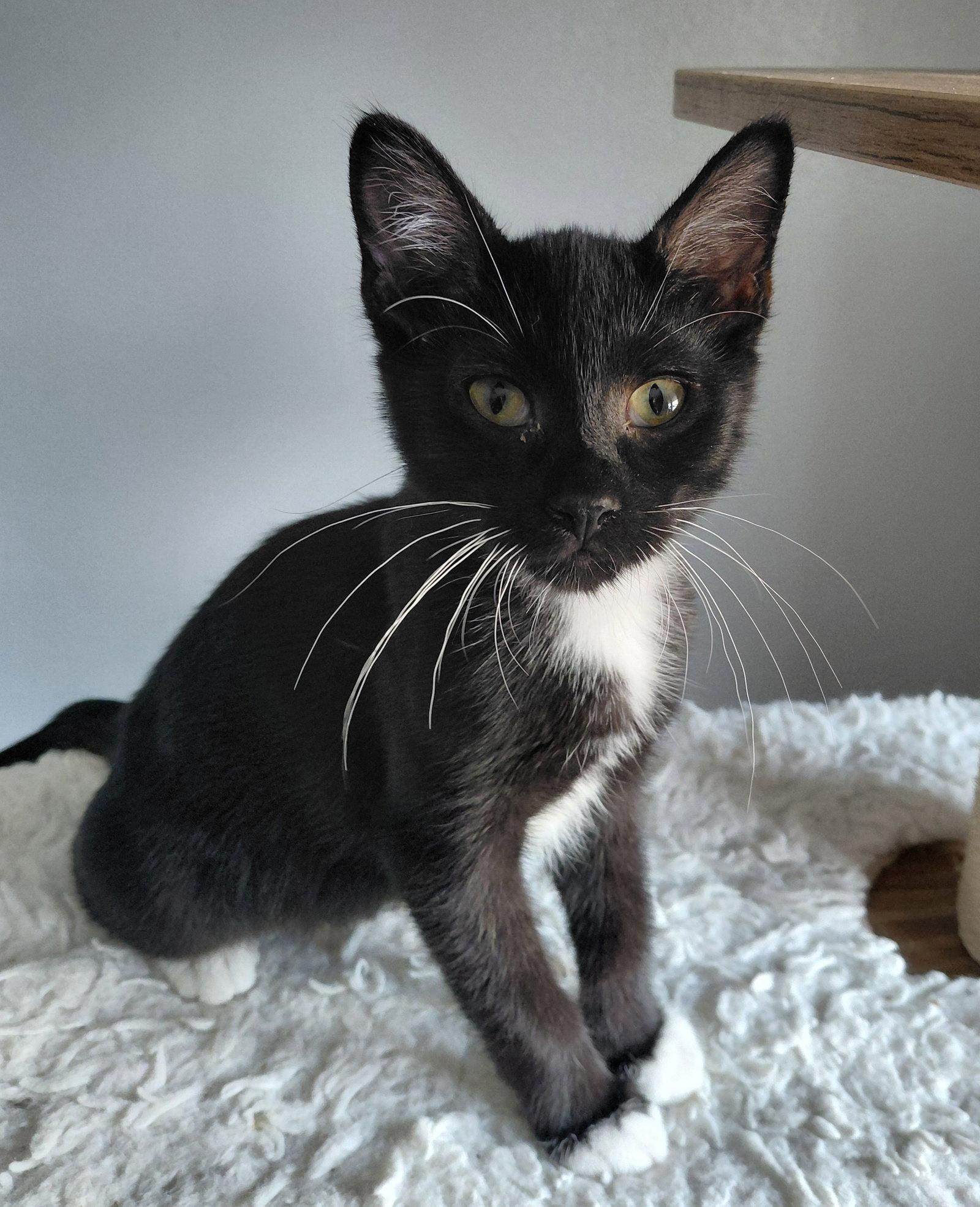 Dubai, Adoptable, Kitten Male Domestic Short Hair.