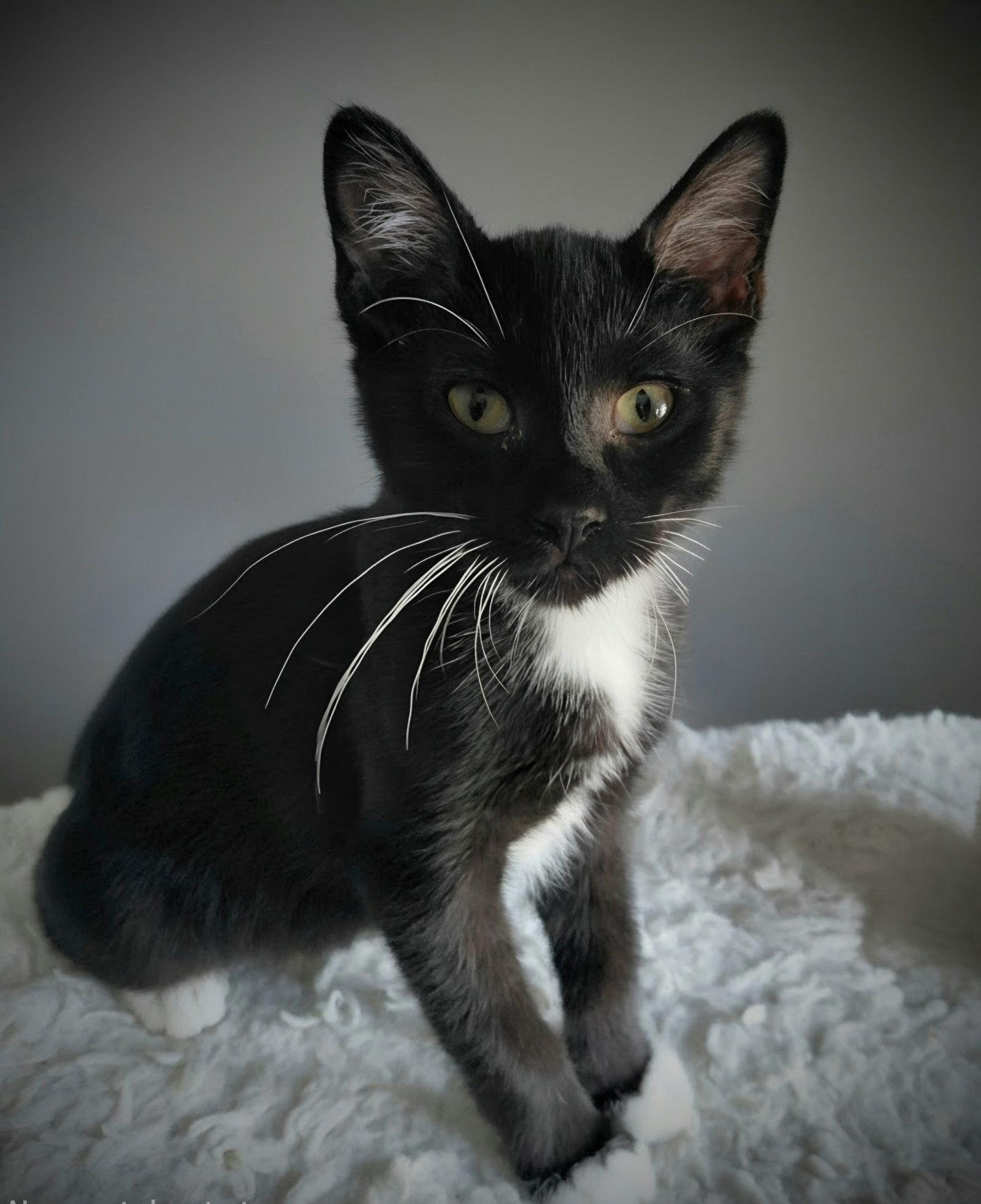 Dubai, Adoptable, Kitten Male Domestic Short Hair.