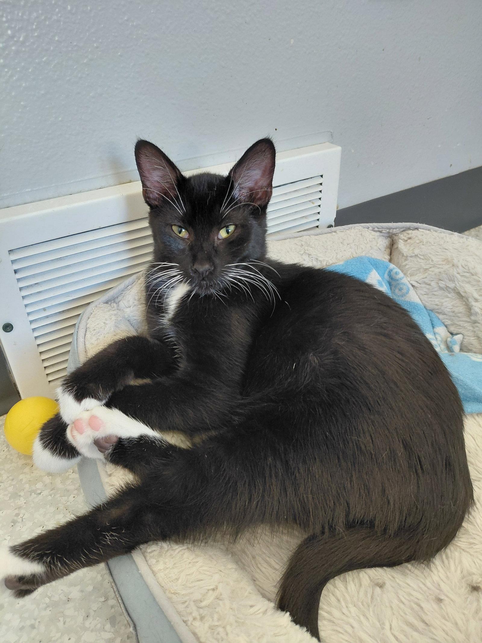 Enlarge Dubai, a Adoptable Domestic Short Hair in Montello, WI image 2/3