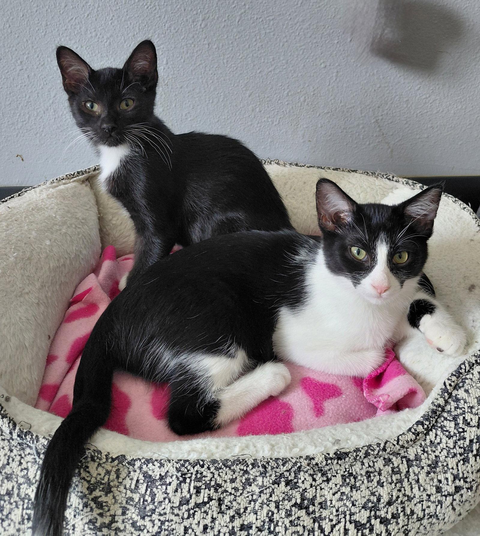 Enlarge Dubai, a Adoptable Domestic Short Hair in Montello, WI image 3/3