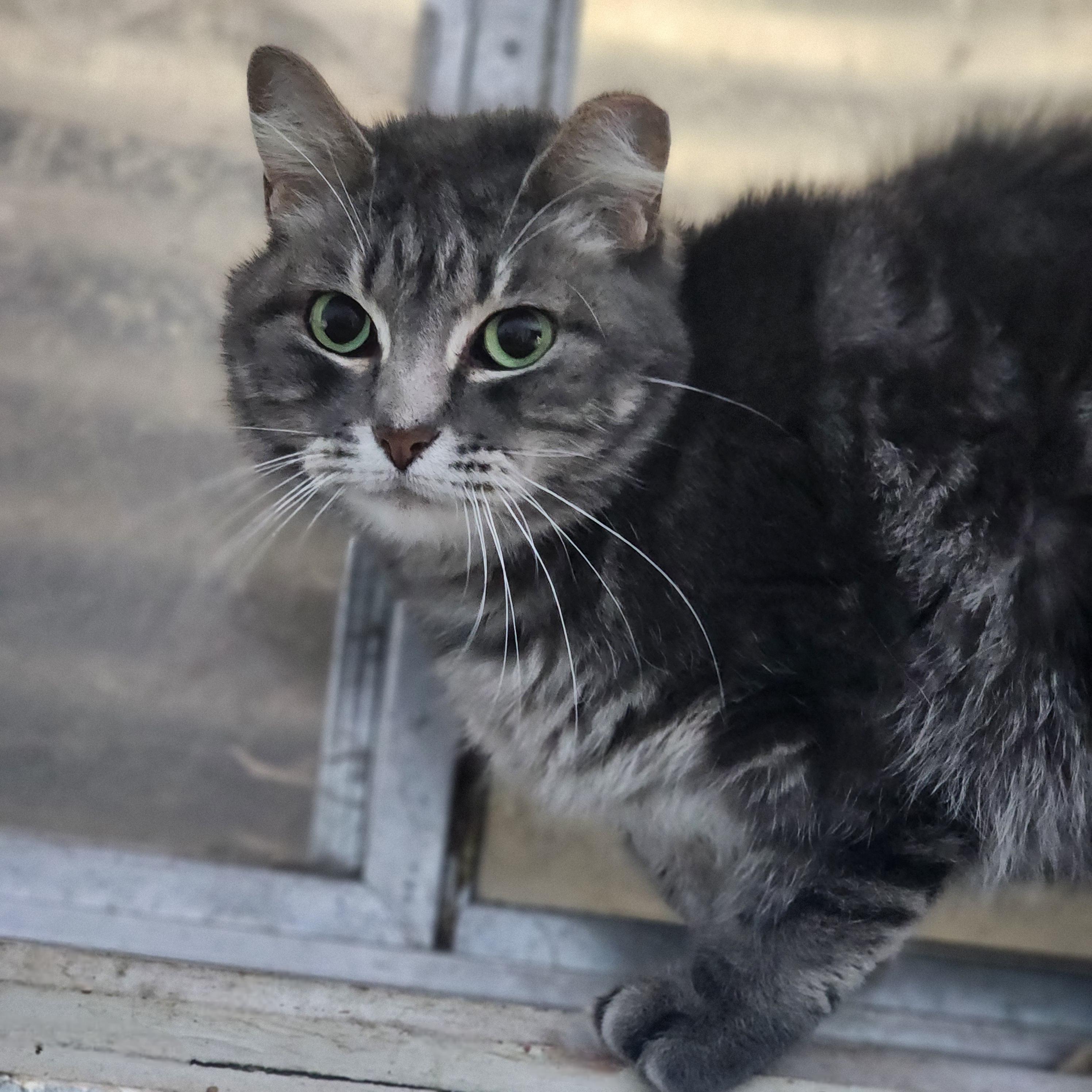 Enlarge Empress Meow Meow, a Adoptable Domestic Short Hair in Lincoln, NE image 1/5