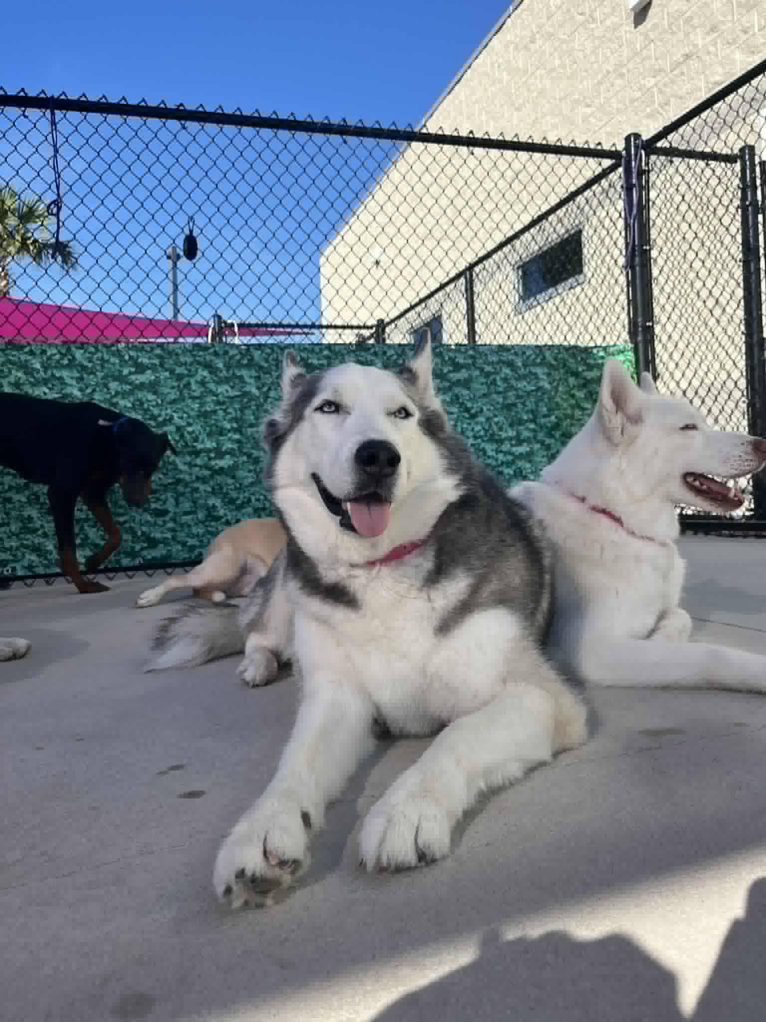 Coco and Raven, ADOPTABLE, Adult Female Husky.