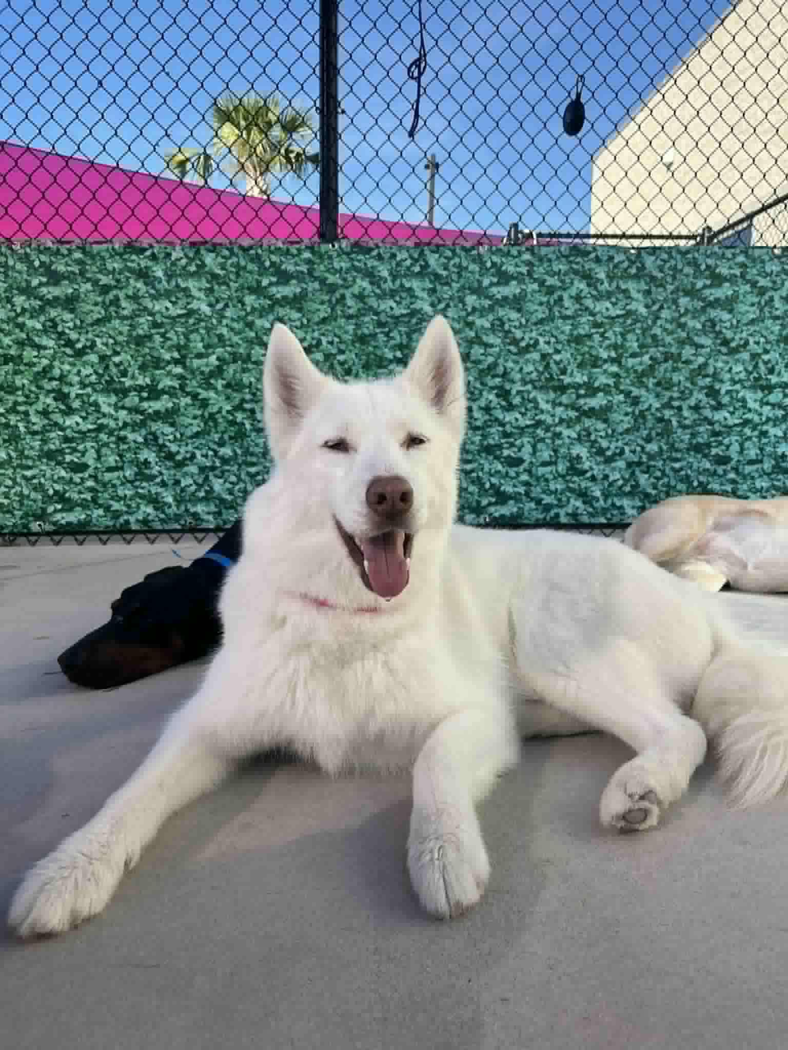Enlarge Coco and Raven, a ADOPTABLE Husky in New Smyrna Beach, FL image 2/4