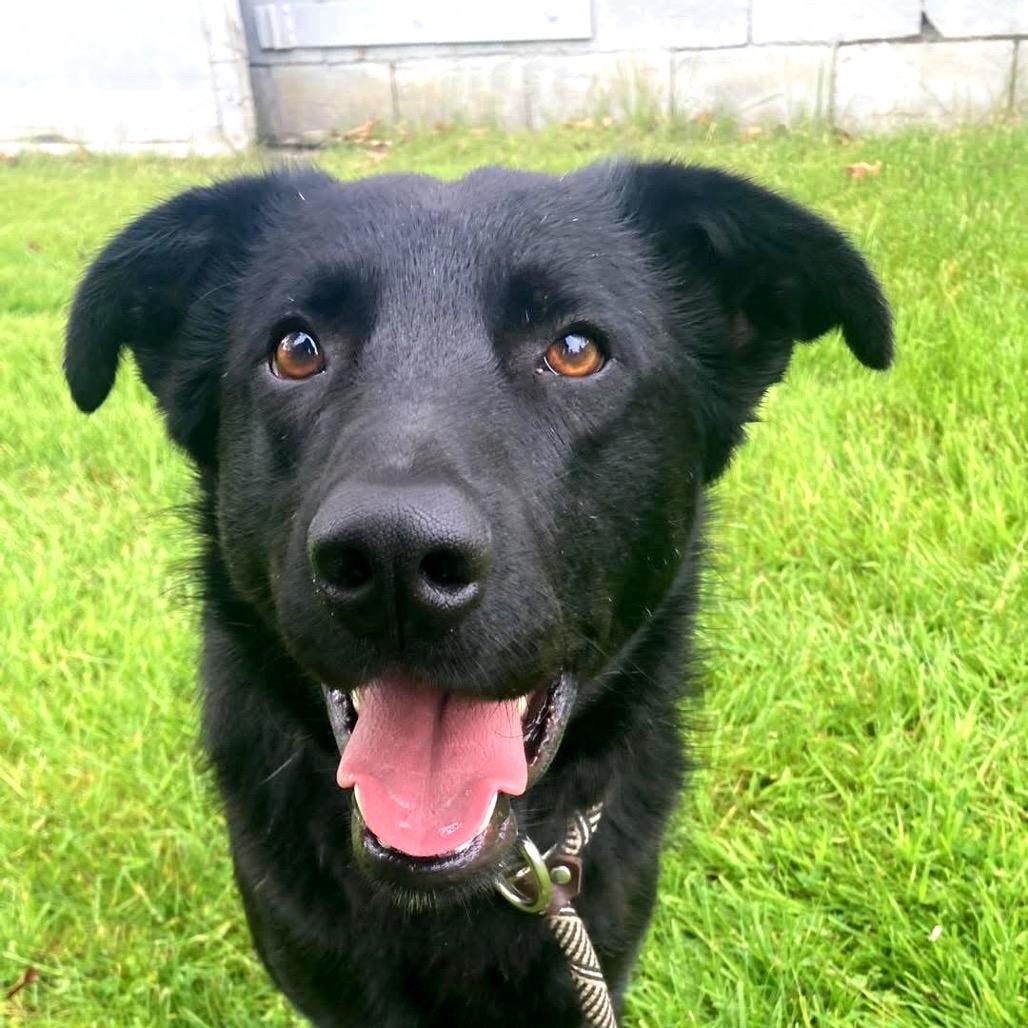 Hap, Adoptable, Adult Male Retriever & Shepherd.