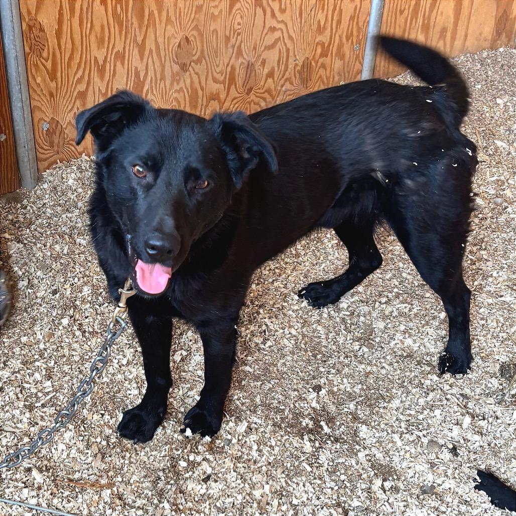 Hap, Adoptable, Adult Male Retriever & Shepherd.