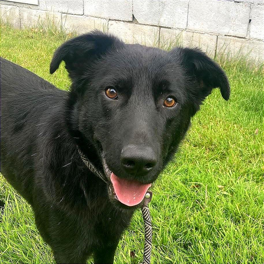 Enlarge Hap, a Adoptable mixed breed in TONASKET, WA image 3/6